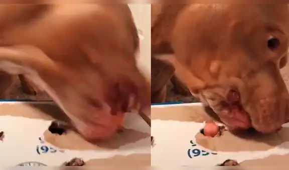Joven elabora juguete casero para su perro pitbull y este tiene curiosa reacción [VIDEO]