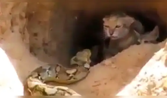 YouTube viral: culebra mata a mamá gata y cuando está por comerse a las crías aparece un 'ángel' para rescatarlas [VIDEO]