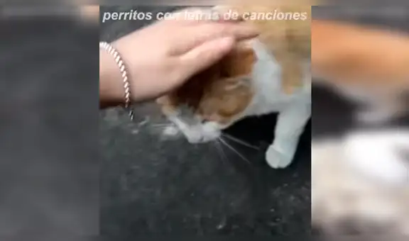 Perro no soporta los celos ver a su amo acariciando a su nueva mascota y trata de evitarlo [VIDEO] 