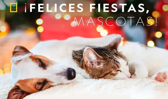National Geographic lanza especial para cuidar a las mascotas de la pirotecnia  