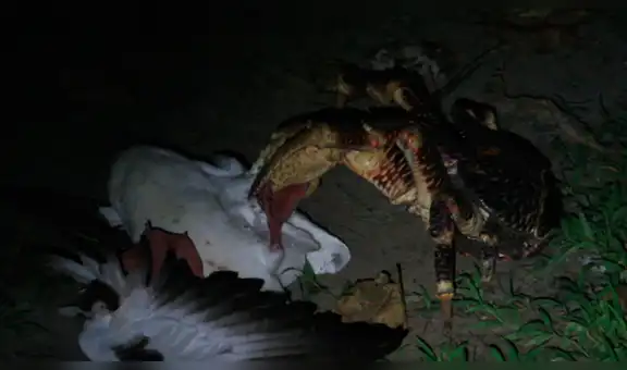 En YouTube, un cangrejo se come enorme ave y asombra a científicos [VIDEO]