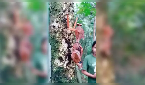 Jóvenes ingresan a extraño bosque y quedan aterrados al toparse con misteriosa criatura [VIDEO]