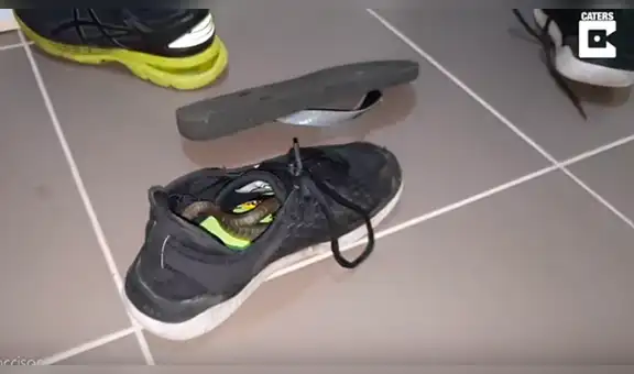 Joven intenta ponerse sus zapatos y se descubre que voraz serpiente estaba oculta en el interior [VIDEO]