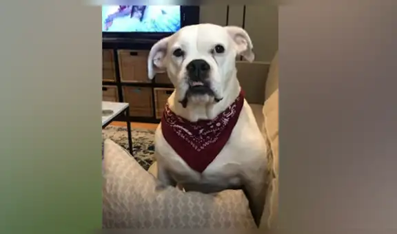 Conoce la triste historia de un perro callejero que fue encontrado en críticas condiciones [VIDEO]