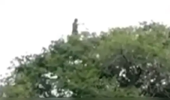 Es falso que la ‘llorona’ haya sido captada encima de un árbol en Colombia [VIDEO]