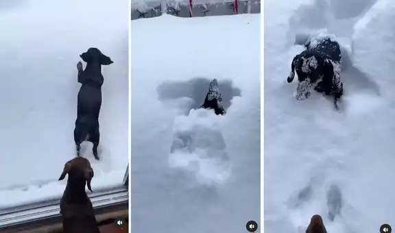 Perrito se emociona con la nieve, pero al saltar en ella desaparece completamente