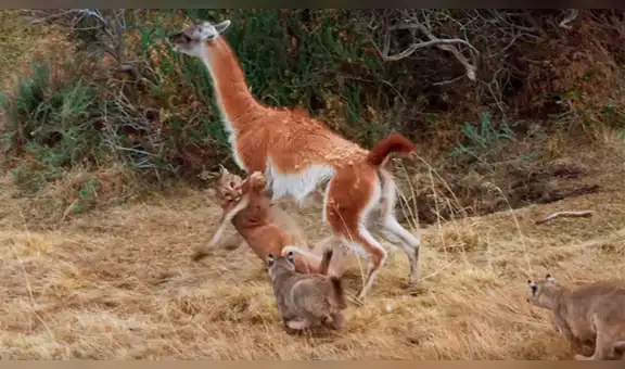 Hambrientos pumas intentan comerse a guanaco, pero sufren terrible lección [VIDEO]