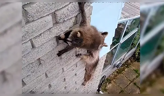 Mapache travieso estuvo al borde de la desesperación por trepar una pared [VIDEO]