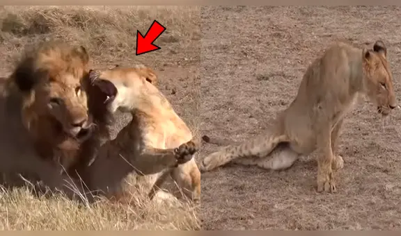 YouTube viral: León ‘macho alfa’ destruye columna de aprendiz que intentó quitarse su presa [VIDEO] 