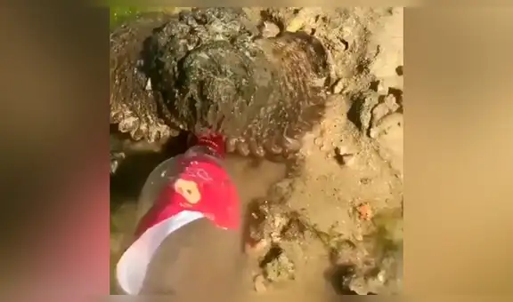 Encuentra misteriosa ‘roca’, la revisa y descubre una terrorífica criatura moribunda [VIDEO]