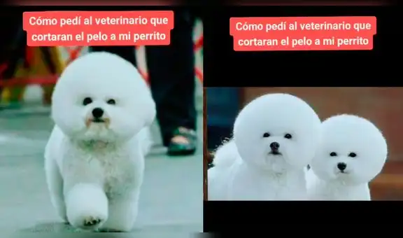 Lleva a su perro a peluquería para hacerle un cambio de look y termina con una horrible apariencia [VIDEO]