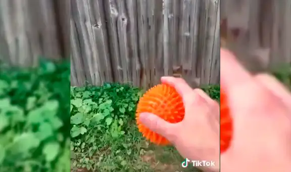 Perro quiere jugar y le arroja su pelota al vecino por debajo de la cerca para entretenerse [VIDEO]