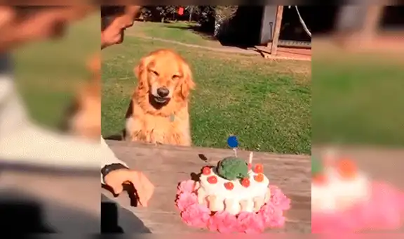 YouTube viral: hombre intenta quitarle la torta a su perro ‘cumpleañero’ y este enfurece 
