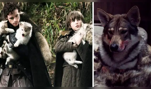 Game of Thrones: estos lobos huargos de los Stark están vivos [VIDEO]