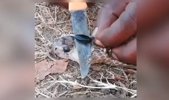 Chico le saca ‘piedra’ a cobra real para crear antídoto contra letal veneno [VIDEO]