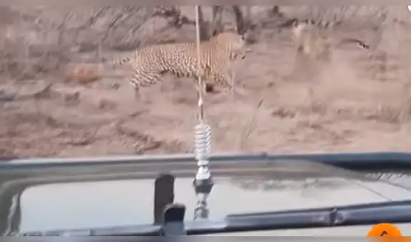Leopardo se topa con hembra dormida, intenta aparearse y ocurre algo insólito [VIDEO]