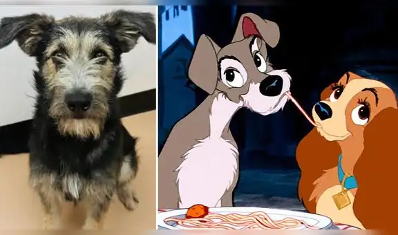 La dama y el vagabundo: ‘Monte’, el perrito callejero que protagoniza live action [VIDEO]