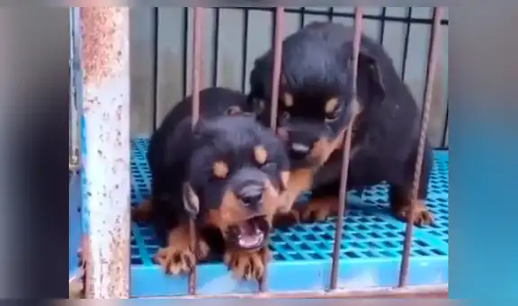 Perrito sufre porque su cabeza queda atorada en reja y su hermano llega al rescate [VIDEO]