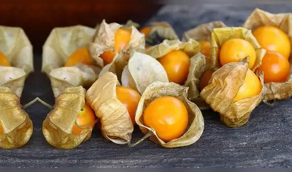 Salud: ¿El aguaymanto, es una fruta rica en vitamina C?