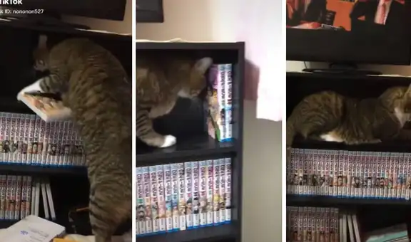 Gato arruina colección de One Piece de su dueño para echarse a descansar [VIDEO]
