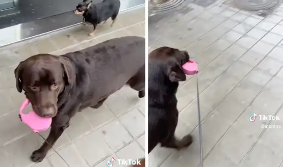Perrito pasea a su dueño por la calle y se molesta cuando este no le hace caso