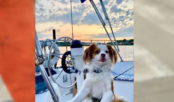 Conoce a ‘Chato’, un perro callejero que pasó de vivir en VES a viajar a Canadá junto a un deportista [FOTOS]