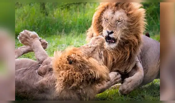 Leones pelean a muerte por una hembra y sucede lo inesperado [VIDEO] 
