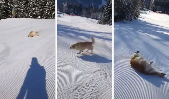 No necesita esquíes: perrito se divierte deslizándose por la nieve