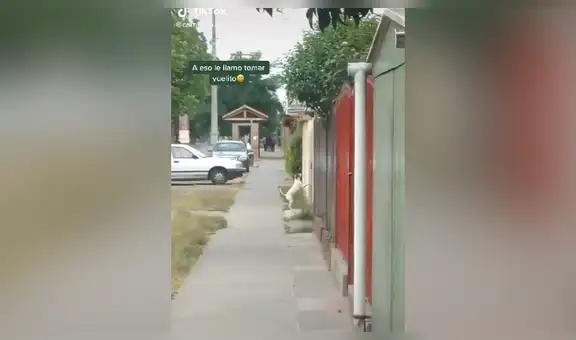 Perro escapa de su casa para visitar a su ‘pareja’ y trepa una pared para lograr su cometido [VIDEO]