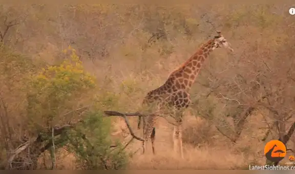 Despiadada leona ataca a jirafa, sin esperar que enorme animal se protegería a patadas [VIDEO]