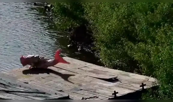 Circula video falso de una presunta ‘sirena’ que apareció en puerto de Nicaragua 