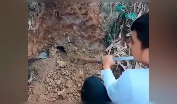 Revisa el interior de extraño hoyo y encuentra nido de voraces serpientes [VIDEO]