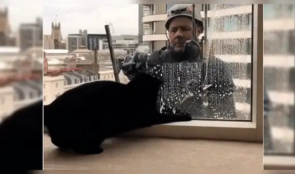 Facebook viral: gatito es sorprendido por limpiavidrios y esta fue su reacción [VIDEO]