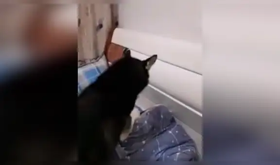 Madre ‘le ordena’ a su perro que despierte a su hijo y este tiene una inesperada acción [VIDEO]