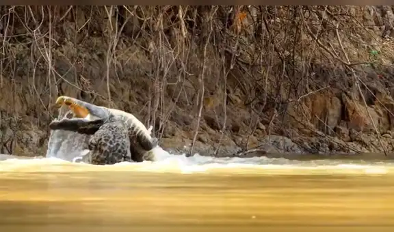 Hambriento jaguar ataca sin piedad a cocodrilo y brutal pelea tiene inesperado final [VIDEO] 