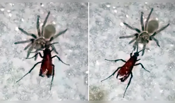 Avispa araña pelea contra tarántula, la derrota y arrastra su cadáver a su nido para devorarla [VIDEO]