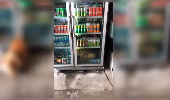 Perro es captado abriendo refrigerador de tienda para refrescarse por el intenso calor [VIDEO]