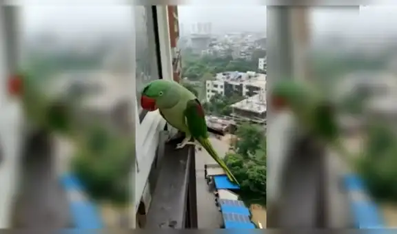 Loro le pide a su dueña que lo deje pasar a casa luego de haberse escapado [VIDEO]