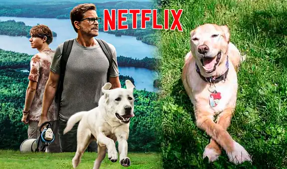“Perro perdido”: la historia real de la película más vista en Netflix y que hace llorar a miles