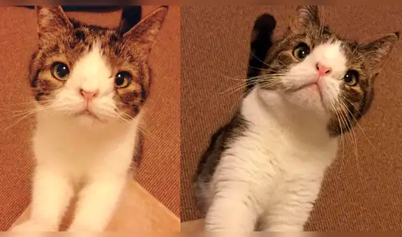 Instagram: miles de usuarios conmovidos con la historia de tierno gato con síndrome de Down [FOTOS] 