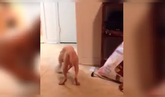 Hombre asusta a su gato con aterradora máscara y reacciona de la peor forma [VIDEO] 