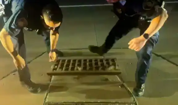 Gatos recién nacidos son rescatados por policías y bomberos tras caer a drenaje pluvial [VIDEO] 