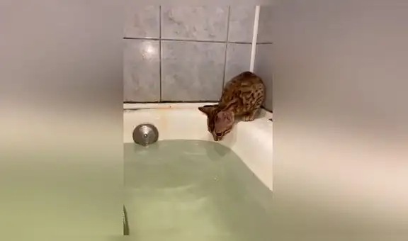 Joven intenta bañar a gatito y mamá del minino llega para ‘rescatarlo’ [VIDEO]