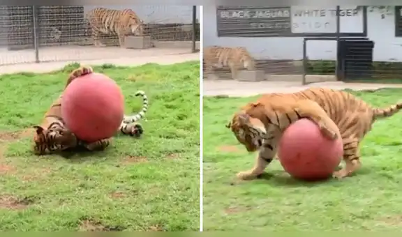 Cuidador de felinos entra a la jaula de un tigre y este tiene una inesperada conducta que asombró a miles [VIDEO]