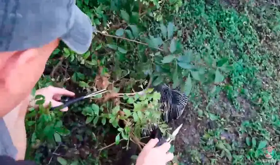 Familia halla a pájaro con el pico enganchado en una rama y decide ayudarlo