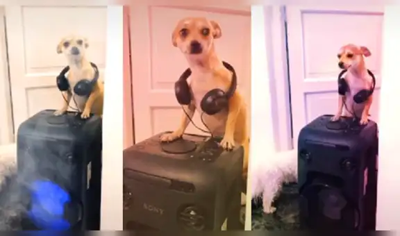Cachorro se viste de DJ y sorprende a todos al ‘armar la fiesta’ en su casa [VIDEO]