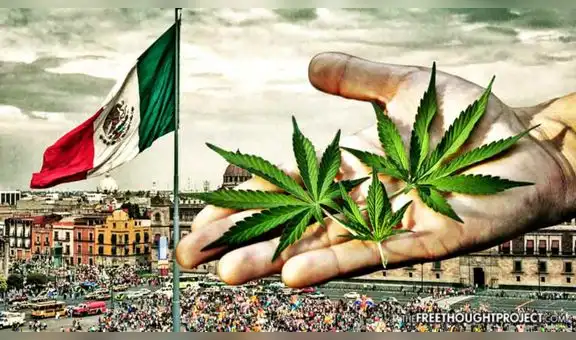 México: Empresarios se preparan para el “boom” de la industria del cannabis