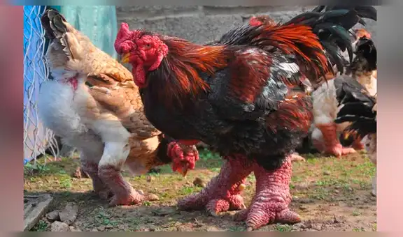 Encuentra gallo con patas de ‘dragón’ y entristece al saber el secreto de su extraño aspecto [VIDEO]