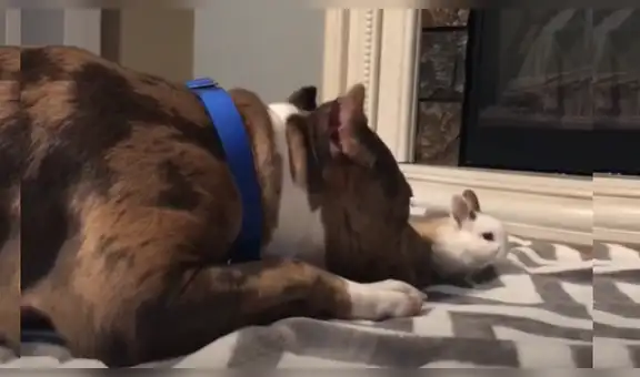 Perro pitbull cuida al conejo de su dueño como si fuera un bebé y lo llena de mimos [VIDEO]
