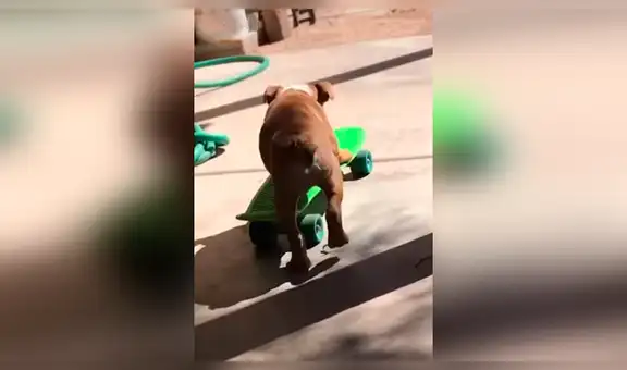Perro se sube a una patineta a escondidas, pero fracasa en su intento y sufre accidente [VIDEO] 
